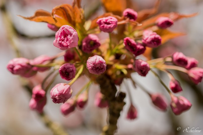 schmetterlingshaus-maxipark-maximilianpark-hamm-2