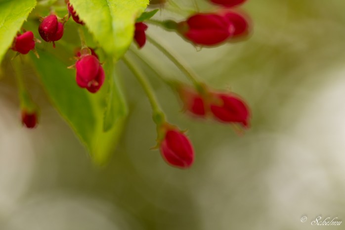 schmetterlingshaus-maxipark-maximilianpark-hamm