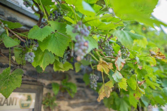 Wein Cochem an der Mosel Weintrauben