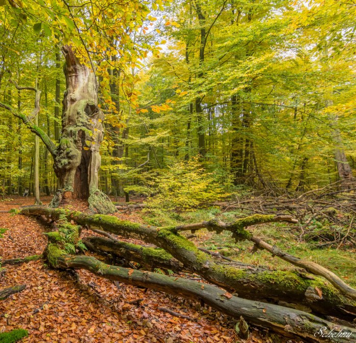 urwald-sababurg-kassel-wald-herbst