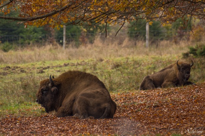 bereits-in-den-ersten-wochen-begegneten-wandere-den-wisenten-diese-waren-weniger-scheu-als-gedacht-ich-selbst-habe-allerdings-die-herde-im-schaugehege-besucht-2