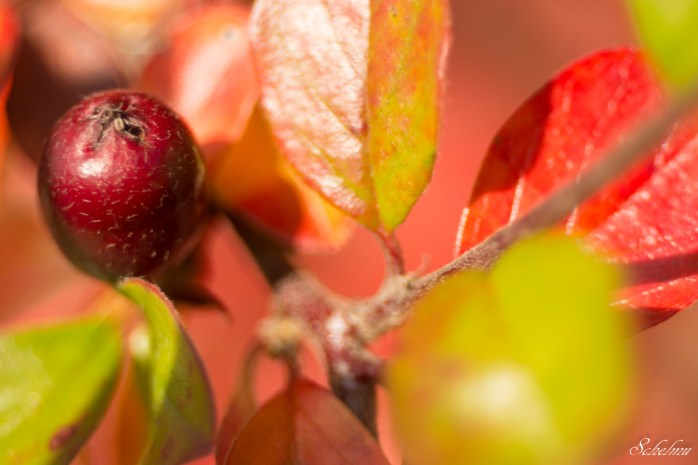 herbst-siegen-2016-bunt