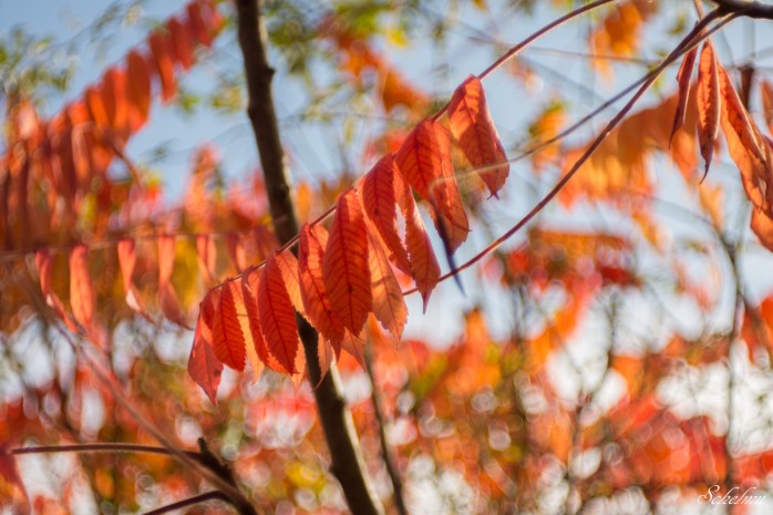herbst-siegen-2016-domiplan-50mm