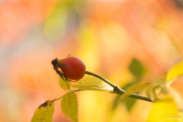 herbst-siegen-2016-hagebutte-2
