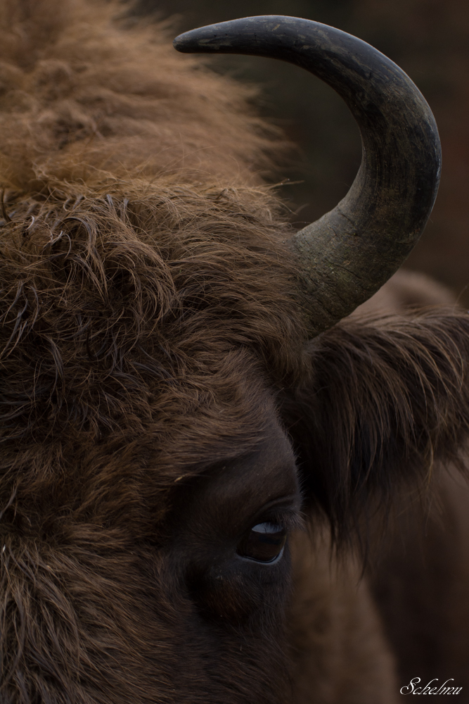 wisent-wildnis-wisent-wildnis-rothaarsteig-siegerland-deutschland