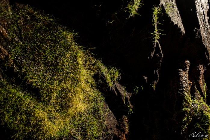 grube bindweide steinebach 12