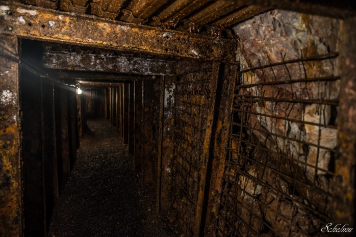 grube bindweide steinebach 14