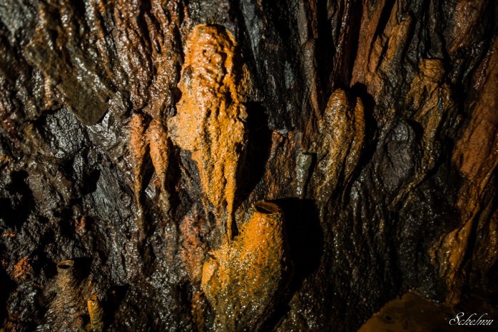 grube bindweide steinebach 16