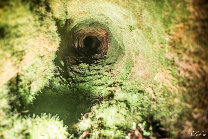 grube bindweide steinebach 25