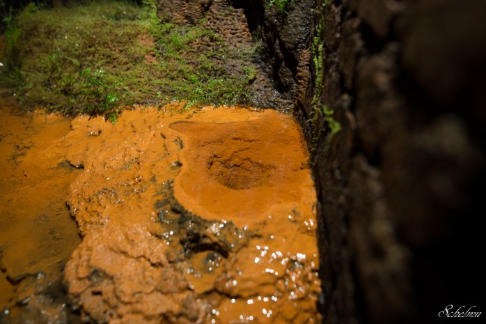 grube bindweide steinebach 5