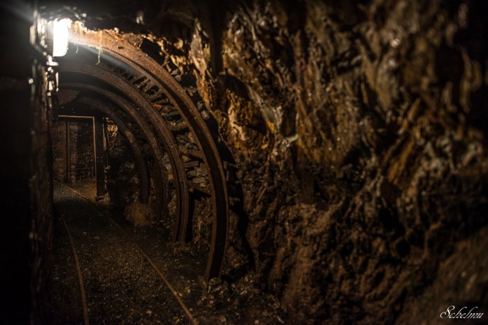 grube bindweide steinebach 6