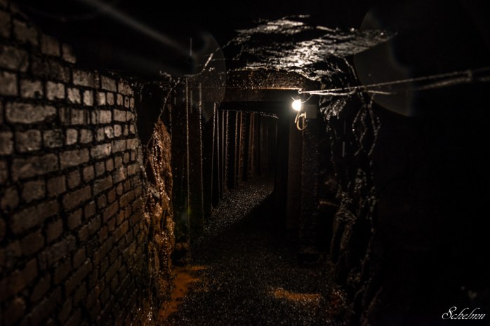 grube bindweide steinebach 9