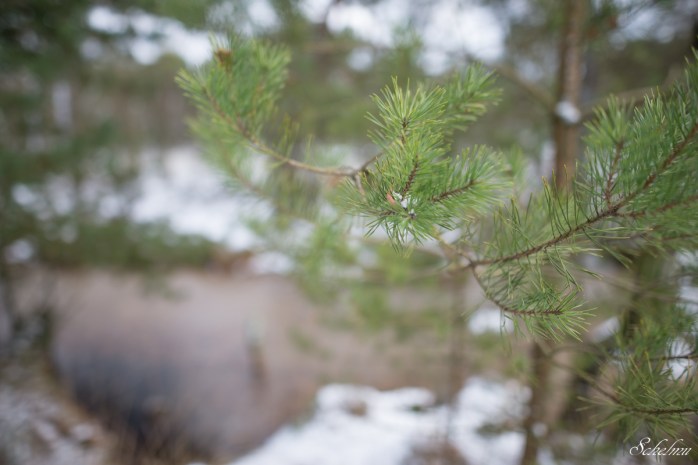 pietzmoor winter lüneburger heide 2