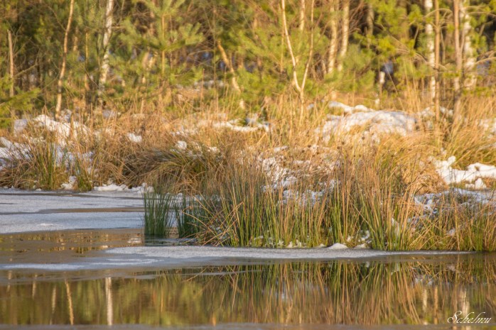 pietzmoor winter lüneburger heide 4