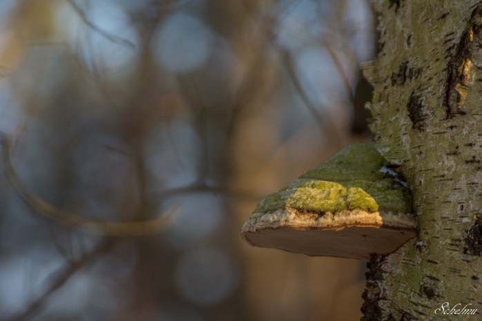 pietzmoor winter lüneburger heide 5