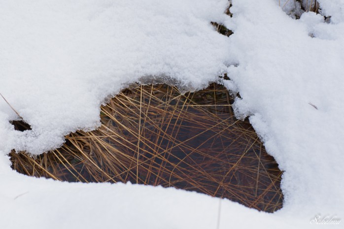 pietzmoor winter lüneburger heide 6
