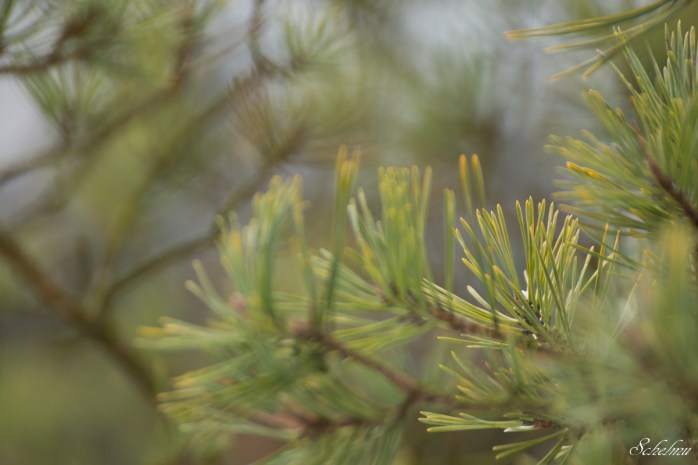 pietzmoor winter lüneburger heide 9