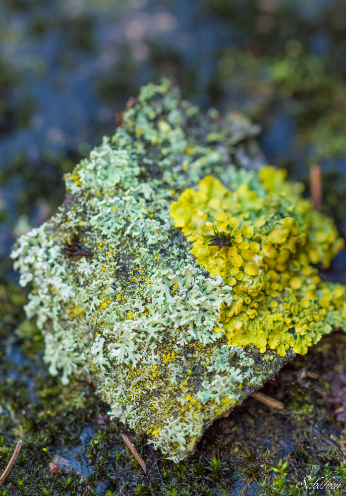 ilsetal harz flechte