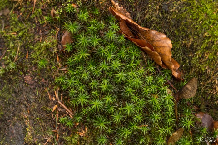 ilsetal harz moos blatt
