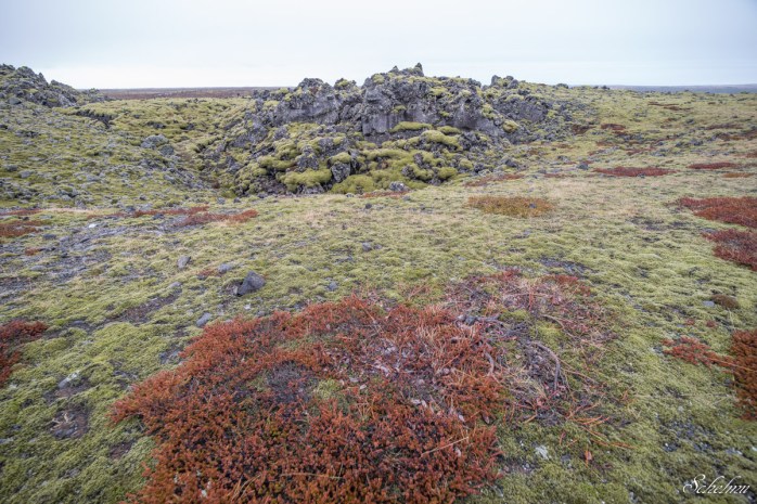 island vulkangestein landschaft moos