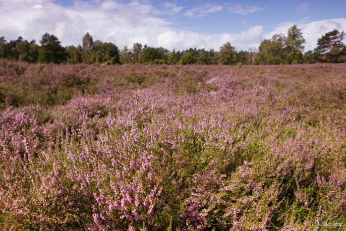 lüneburger heide südheide