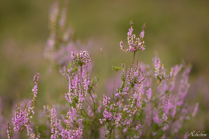 lüneburger heide sonnenaufgang südheide 2