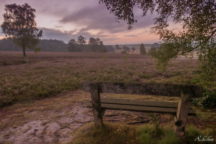 lüneburger heide sonnenaufgang südheide bank