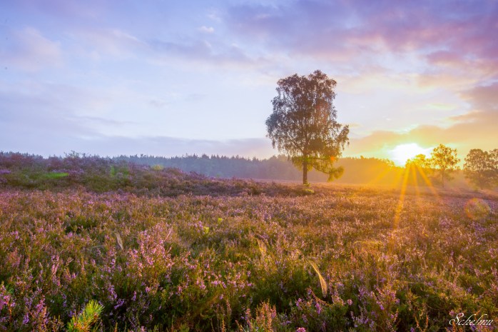 lüneburger heide sonnenaufgang südheide