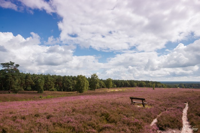 südheide lüneburger heide