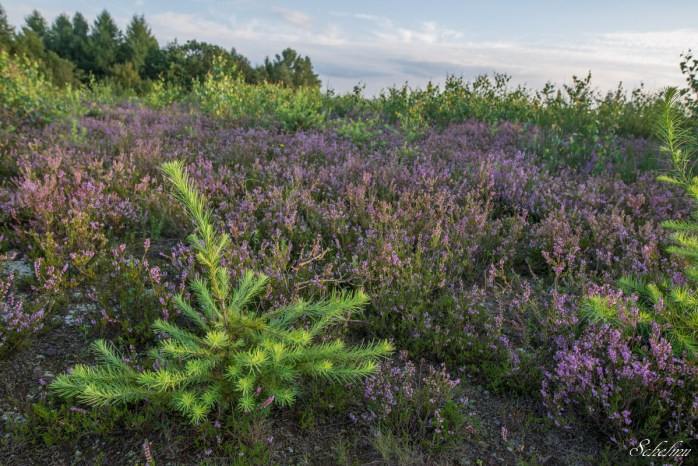 trupbacher heide siegen baum