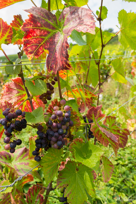 bacharach wein weinberg