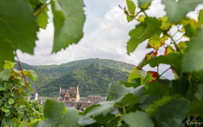 bacharach weinberg wein